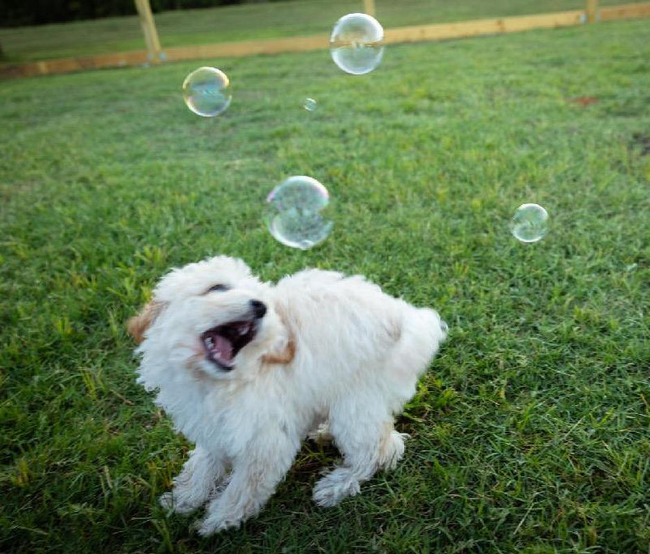 Gourmet Dog Bubbles - Scented & Flavored for Pets (Fried Chicken, Maple Bacon, Peanut Butter, Blueberry, Pumpkin Pie)